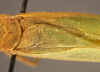 CollectionObject 1568537; 93017c23-d9ba-4813-89e8-6bfb2ffe825e: male, stridulatory area (syntype of Phylloptera alliedea). (CollectionObject).