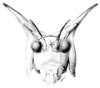 Nicklephyllum acanthonotum (Nickle, 1985): Fig. 1 (after holotype). male head and pronotum, frontal view. (Otu).