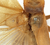 CollectionObject 1530611; 75b9f494-bc18-4816-9ec7-cc3fc931d795: male stridulatory apparatus (holotype). (CollectionObject).