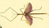 from original publication (Leach, 1814). male of Didymuria violescens [type species]. Depicts Didymuria Kirby, 1904, an Otu.