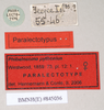 CollectionObject 1558980; 9ce04cf2-0fdf-46a7-a999-2ee5ae1f702f: copyright Natural History Museum, London. female, data labels (syntype). (CollectionObject).;CollectionObject 1558981; 1d8be626-f38d-4f0e-9cc5-abf9cf7fbfdf: copyright Natural History Museum, London. female, data labels (syntype). (CollectionObject).