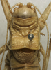 CollectionObject 1535225; 7c385764-8742-4437-aa9a-9a6da9497693: male pronotum, dorsal view (syntype). (CollectionObject).