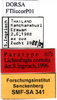 CollectionObject 1589085; 447db101-eaee-4486-8890-265d09e067ac: labels (paratype). (CollectionObject).