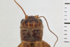 Gryllus (Gryllus) capitatus Saussure, 1874: Head and pronotum. Dorsal view. Syntype. Male. Peru. 1acf84b8-b8e9-4f8d-b10f-6204ef24b709. (Otu).