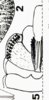 Ovipositor on Bahuflata punctata Dlabola, 1979: (Observation).