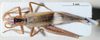 CollectionObject 1536202; NMBA 3225432, 56dffc4b-7b68-497c-b915-15f6496b9bce: female, dorsal view. (CollectionObject).