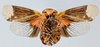 Habitus ventral view: (Observation).