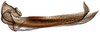 Ovipositor: !! display not done !! on Dorycephalus Kouchakéwitch, 1866: Dorycephalus baeri, second valvulae (INHS). (Observation).