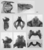Melanoplus ablutus Scudder, 1899: male genitalia. (Otu).