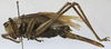CollectionObject 1541894; a90a007c-aa4d-46ba-a58e-96ddc5f43785: female, lateral view (syntype). (CollectionObject).