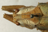 CollectionObject 1535115; 6df839bb-63e1-4e75-ad3c-6b3d48209e06: female pronotum, dorsal view (lectotype). (CollectionObject).