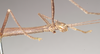 CollectionObject 1562058; NHMUK(SF IMPORT DUPLICATE) 844855, 8de43be0-8c6a-4933-a801-691b8416f954: copyright Natural History Museum, London. male: head and thorax, lateral view (holotype). (CollectionObject).