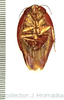 Gyna lurida Saussure, 1899: (Otu).