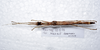 CollectionObject 1576170; 746b1386-1387-4bd0-ba4d-cb5ad0d0b416: copyright ZRC, Singapore. female, dorsal view (holotype). (CollectionObject).