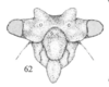 Head: !! display not done !! on Microcentrus diabolus Cryan, Robertson & Deitz, 2004: (Observation).
