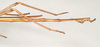 Lysicles hippolytus Stål, 1877: copyright Paul D. Brock. male of Lysicles hippolytus [non type]. (Otu).