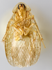 CollectionObject 1569229; 01761267-84e9-40c8-85dd-18ca0fb8876d: Photo by Heidi Hopkins. Holotype, adult male, ventral habitus. (CollectionObject).