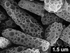 Brochosomes on Cuerna arida Oman & Beamer, 1944: CR178 | U.S.A., Arizona, Arivaca | 7/26/1941 | KSEM. (Observation).