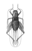 Cophella rehni Hebard, 1928: Plate II. Fig. 3. Female. Whole insect. Dorsal view. Allotype. (Otu).