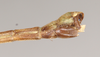 CollectionObject 1560629; 4f1e263e-c78a-4e70-8a15-e4ebcc5b90c0: copyright Natural History Museum, London. male: end of abdomen, lateral view (paralectotype). (CollectionObject).;CollectionObject 1560630; 81cde4ba-3fde-4f61-9420-4172a1b4f9c5: copyright Natural History Museum, London. male: end of abdomen, lateral view (paralectotype). (CollectionObject).