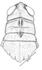 Conometopus ochraceus Blanchard, 1851: Fig. 11B. female head and pronotum, dorsal view. (Otu).