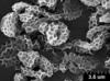 Brochosomes on Cuerna sayi Nielson, 1965: CR818 | U.S.A., Montana, Madison Co., Twin Bridges, R. Rakitov [#04-50], 19-V-2004 | INHS. (Observation).
