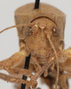 CollectionObject 1527078; 464eb255-9809-408c-8da7-939f767d2f89: male, frontal view (holotype). (CollectionObject).