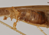 CollectionObject 1475537; a50399b9-6ef1-4b8c-a710-47bb1c68e2da: male abdomen tip (holotype). (CollectionObject).