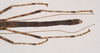 CollectionObject 1557212; NHMUK(SF IMPORT DUPLICATE) 844729, ec1666cf-b9a0-438f-a476-303482397e04: copyright Natural History Museum, London. male: abdomen, dorsal view (holotype). (CollectionObject).