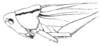 Bucrates capitatus (De Geer, 1773): Pl. III, Fig. 48 a. head and pronotum, lateral view. (Otu).