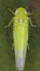 Habitus, dorsal view on Asymmetrasca lutowa (Dworakowska, 1971): Abdomen, sternal apodemes, ventral view. (Observation).