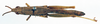 CollectionObject 1585704; 130d3b23-28fb-461d-8f6c-2f01c5e1db55: female, dorsal view (paralectotype). (CollectionObject).