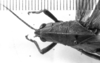 CollectionObject 1533383; 33d6689a-18e1-4048-8fe7-eb4c74d35b2f: Image Carbonell, C.S. female head and pronotum, dorsal view (holotype of Tropinotus affinis). (CollectionObject).