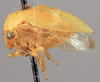 Habitus, lateral view on Amastris pilosa (Funkhouser, 1919): (Observation).