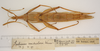 CollectionObject 1562287; abdeb8a4-e709-43a8-b887-1a9168f0d802: copyright ZMUH, Hamburg. female, ventral view (holotype). (CollectionObject).