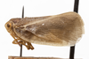 Habitus, lateral view: (Observation).