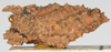 CollectionObject 1577239; 24341da9-fa97-4d82-9c84-52eaefbe6c89: female, lateral view. (CollectionObject).
