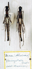CollectionObject 1556909; a8fca51b-723d-47f1-b13f-e484965f5387: copyright MSNG. male (lectotype on right). (CollectionObject).