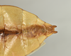 CollectionObject 1561222; 8a0a2a9e-096a-4f6a-abba-2291f255338b: copyright QM. male: end of abdomen, ventral view (holotype). (CollectionObject).