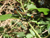 FieldOccurrence 505; c4314d30-9785-4915-bb20-4f0ce25bdedd; Tanzania
Udzungwa Mountains, 2017/01/26: female, lateral view. (FieldOccurrence).