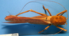 CollectionObject 1538333; cd95db4b-d747-43b6-999f-25edf1c48b7d: female, dorsal view. (CollectionObject).