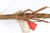 CollectionObject 1562343; c8b726ff-faaa-44ad-b8fa-713c02fe130c: copyright ZMUH, Hamburg. female, mid body (syntype). (CollectionObject).