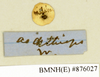 CollectionObject 1573025; 3a2fcd75-3277-4e88-a458-d6301a3b78cb: Copyright Natural History Museum, London. Labels from non-type (adult male) in BM(NH). (CollectionObject).