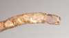 CollectionObject 1559535; NHMUK(SF IMPORT DUPLICATE) 844764, 7d7ca30d-f78a-48f9-a79e-f9a86e4ca1de: copyright Natural History Museum, London. female: end of [damaged] abdomen, dorsal view (holotype). (CollectionObject).