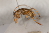 CollectionObject 1475002; 0c7dc88e-84d3-455e-a200-7f087d2be611: female, lateral view (syntype #2). (CollectionObject).