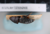 Pseudoglomeris tarsalis (Walker, 1868): Copyright NHM, London. Lectotype female of Perisphaeria tarsalis, lateral view. (Otu).