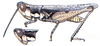 Horesidotes cinereus cinereus Scudder, 1899: male. (Otu).