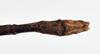 CollectionObject 1559914; ce5a0647-7815-4250-8099-b51abe49e650: copyright MNHN, Paris. male: end of abdomen, ventral view (holotype). (CollectionObject).