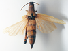 CollectionObject 1580186; ea81db18-4a7b-403a-bc9e-e59668e55d2b: female, dorsal view (paralectotype of Poekilocerus roseipennis). (CollectionObject).