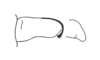 Saltonacris cymae Descamps, 1976: Fig. 336. male cercus. (Otu).